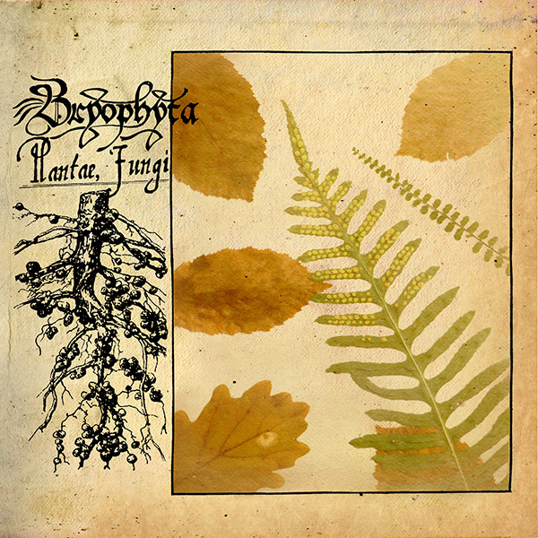 Bryophyta – Plantae, Fungi DigiSleeve